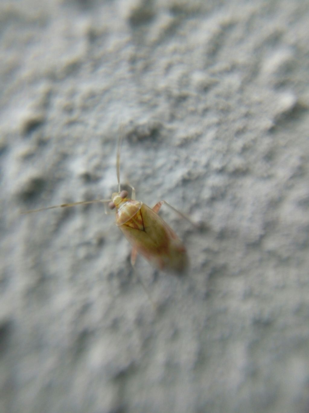 Miridae: Pinalitus cervinus di Talamona (SO)